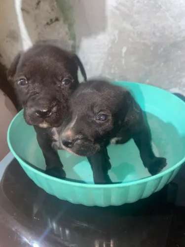 Vende-se filhote de pitbull