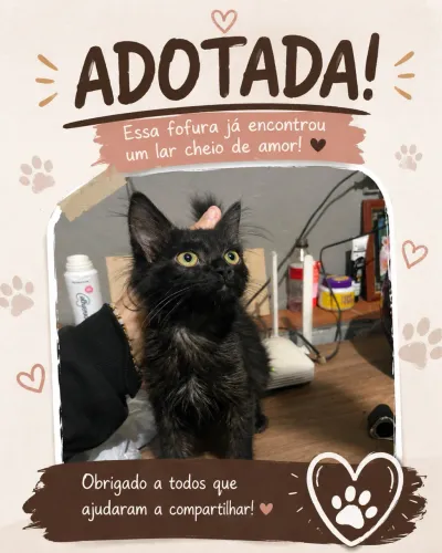 Gatos para adoção responsável