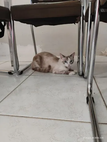 GATA FEMEA DOAÇÃO RESPONSÁVEL 
