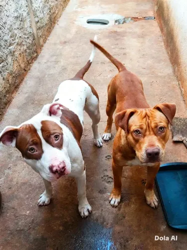 Tenho dois Pit Bull alguém tive uma fêmea pra tira raça