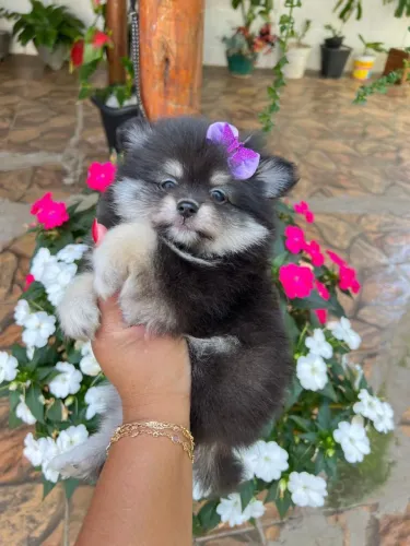 Lulu da Pomerânia simplesmente perfeito