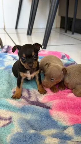 Pinscher Zero