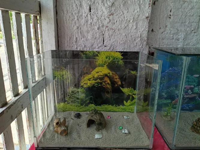 Aquário 50 e 80 litros
