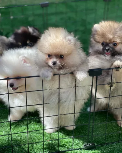 Spitz alemão fêmea com pedigree cbkc