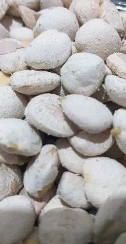 Nozes da india atacado 