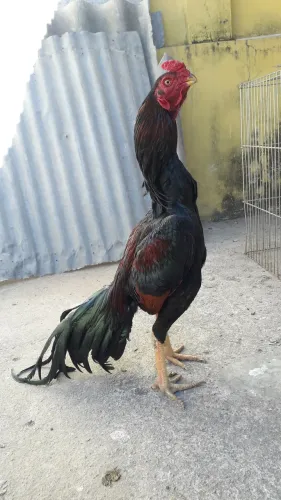 Galo Bico Curto 