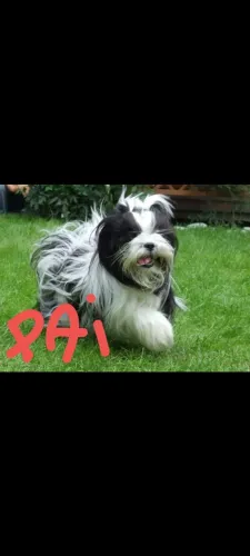 Lhasa Apso