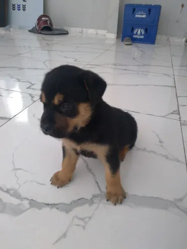 Filhote de rottwailer 