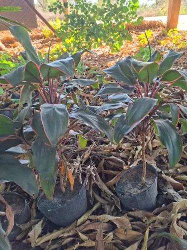 Dracena havaiana