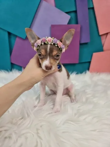 Essa princesa de Pinscher está querendo um novo lar