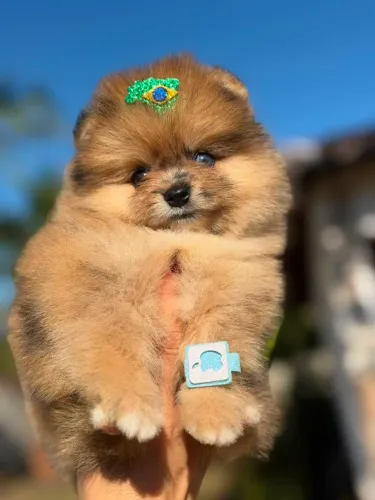 Lulu Da Pomerania Anão, Spitz Alemão Anão