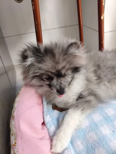 Lulu da Pomerânia spits alemão