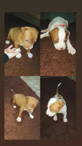 Filhotes de Pitbull