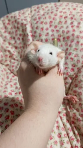 Vendo dois ratinhos twister