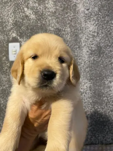 Os mas belos filhotes de Golden Retriever muito carinhosos e amigos