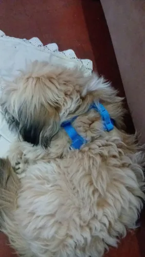 Cachorro Shitzu 