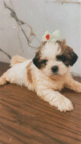 Vendo cachorro da raça shitszu