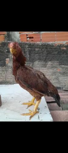 Galinha bico curto