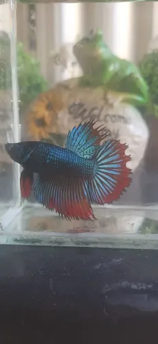 Betta blendens long tail...