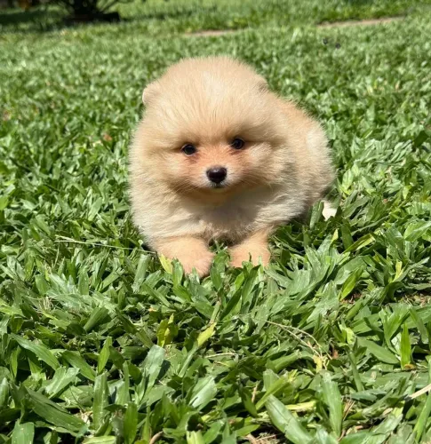 Machinho de Spitz Alemão Anão 