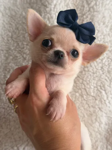 Chihuahua Filhotes Ativos, Pequenos e Inteligentes! Linda Fêmea 
