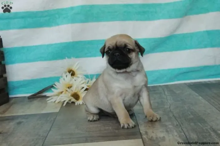 Pequenos peludinhos, muito amor para dar