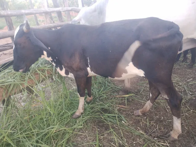 Vaca e Garrote de Raça Girolanda 