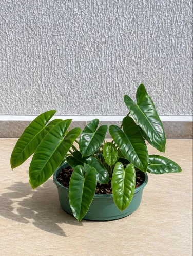 Vendo Plantas 06