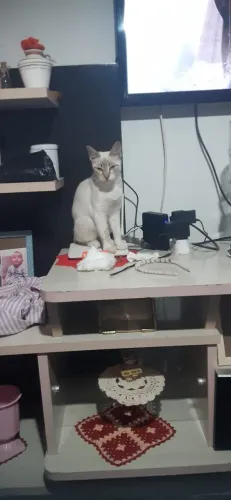 Doação Gato filhote