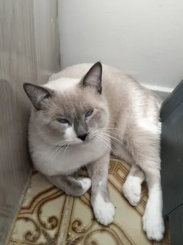 gato macho
