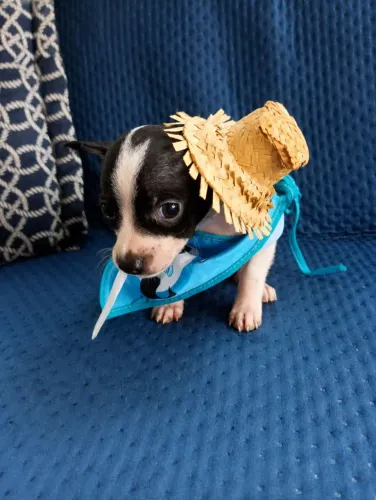 Pinscher macho 