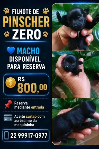 Pinscher 0 macho