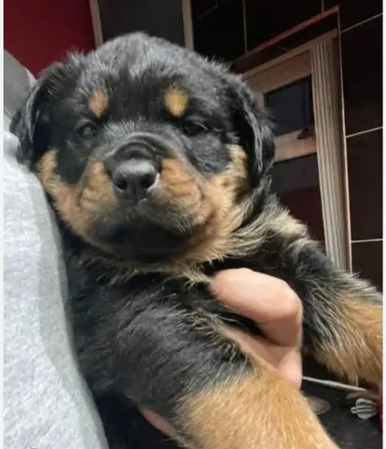 Vendo lindo cachorro de rottweiler 