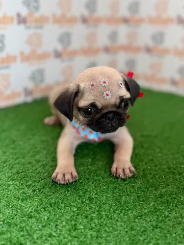 Pug Fêmea 