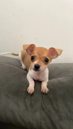 Filhote de Pinscher à venda