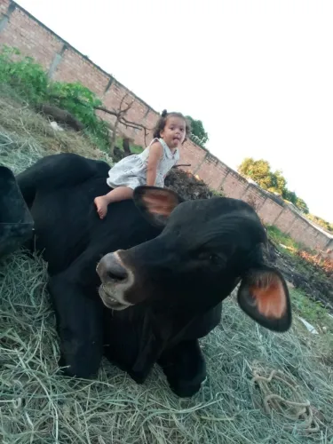 Boi coisa fina 
