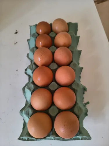 Vendo ovos de galinha Rhode