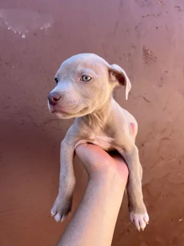 Filhotes de pitbull