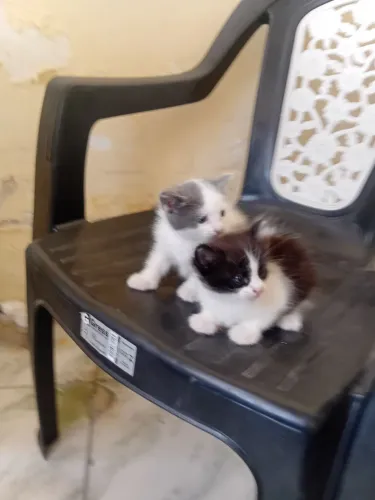 Doação Gatinhos Filhotes