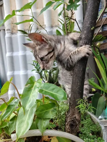 Adoção.
