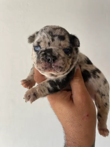 Bulldog francês