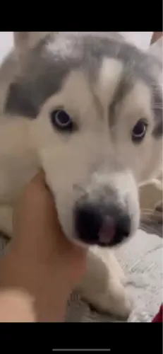 Vendo husky siberiano por 250