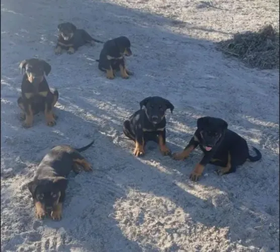Rottweiler