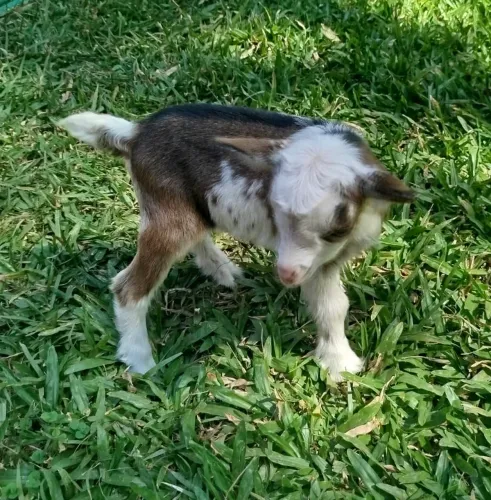 Mini cabrito tricolor lindo!