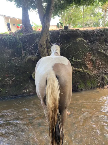 Cavalo top