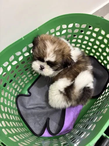 Shih Tzu Um cachorrinho assim deixa qualquer ambiente mais leve