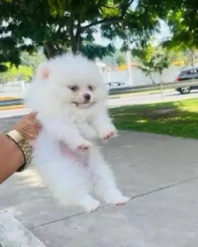 Lulu Pomerania fêmea branca neve