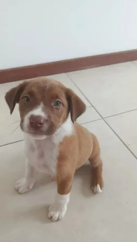 Doação Filhote 