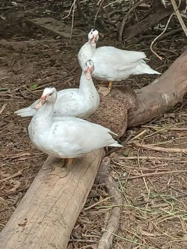 Patas
