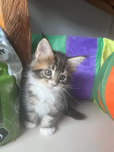 Filhotes de gato maine coon